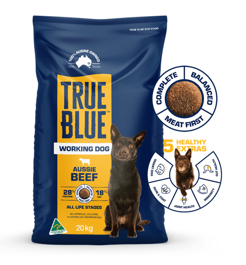 True Blue Working Dog